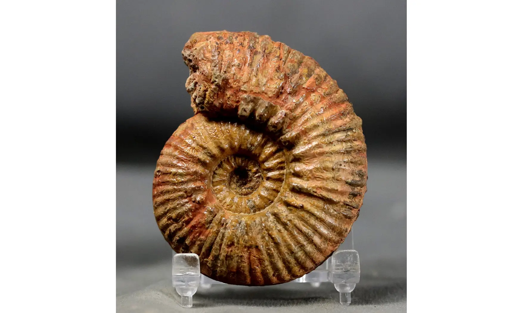 Hammatoceras speciosum