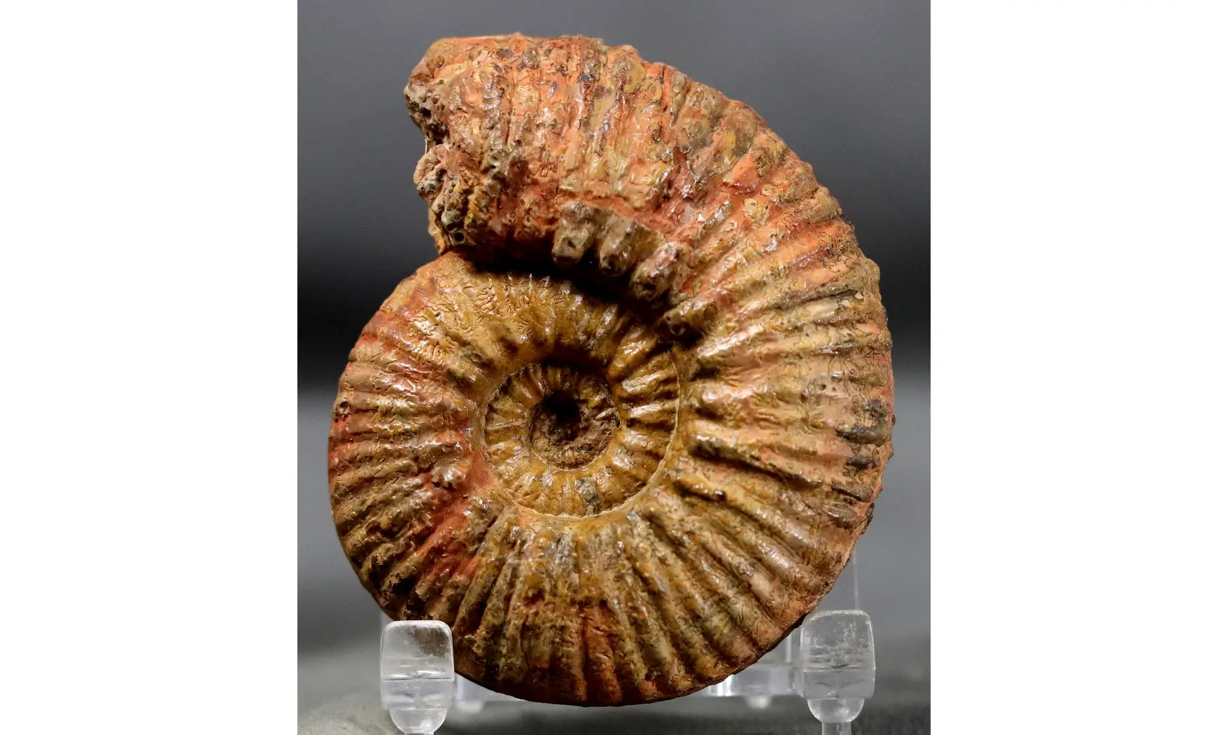 Hammatoceras speciosum