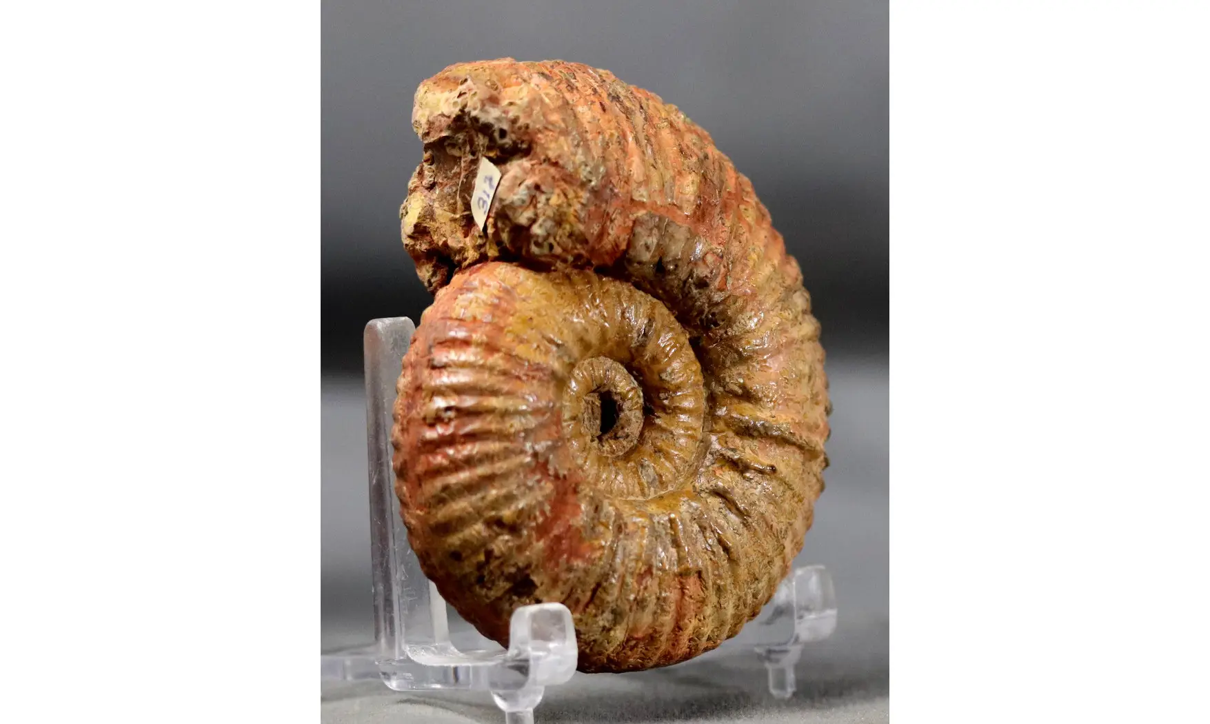 Hammatoceras speciosum