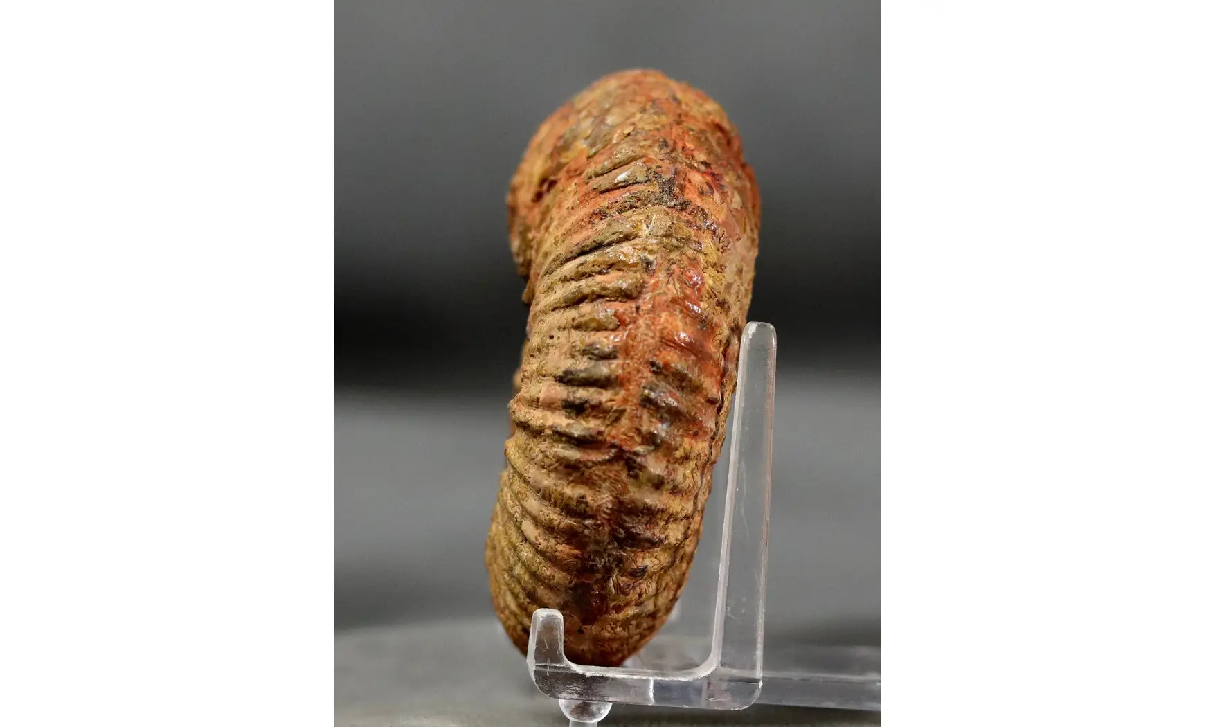 Hammatoceras speciosum