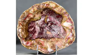Fossil wood on stand