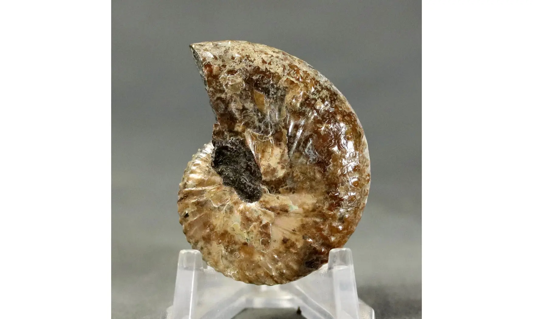 Hoploscaphites sp.
