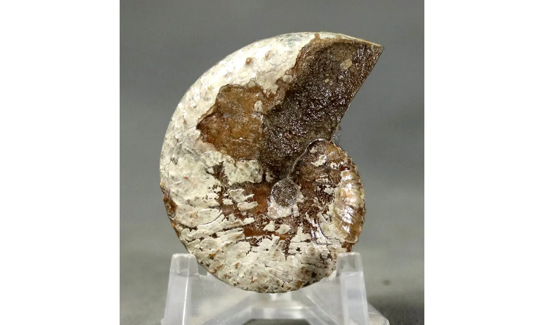 Hoploscaphites sp.