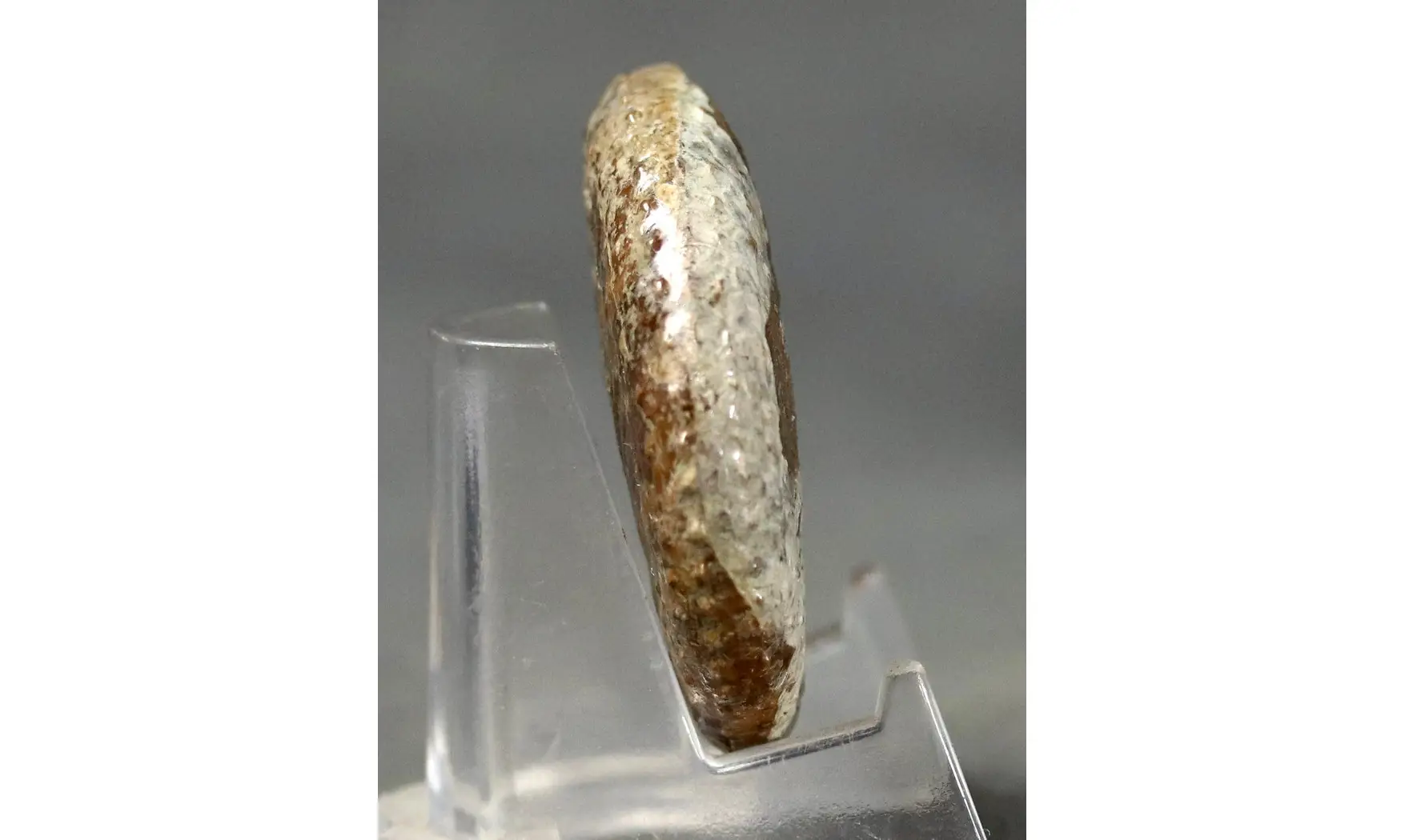 Hoploscaphites sp.