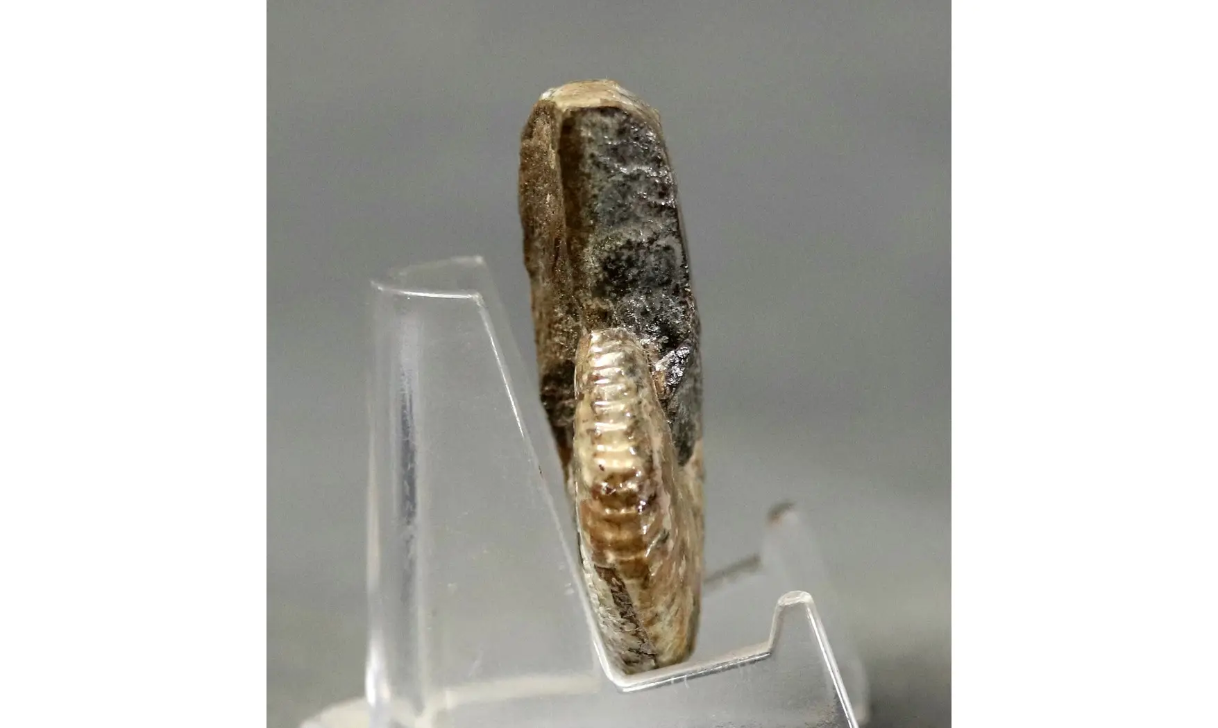 Hoploscaphites sp.