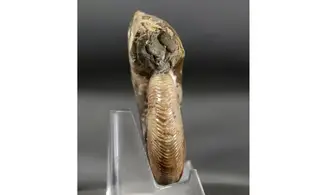 Hoploscaphites nicolleti