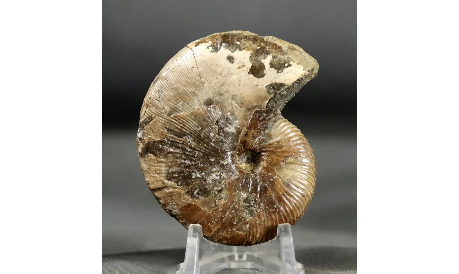Hoploscaphites nicolleti