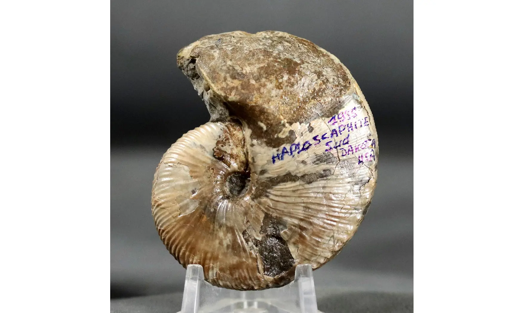 Hoploscaphites nicolleti