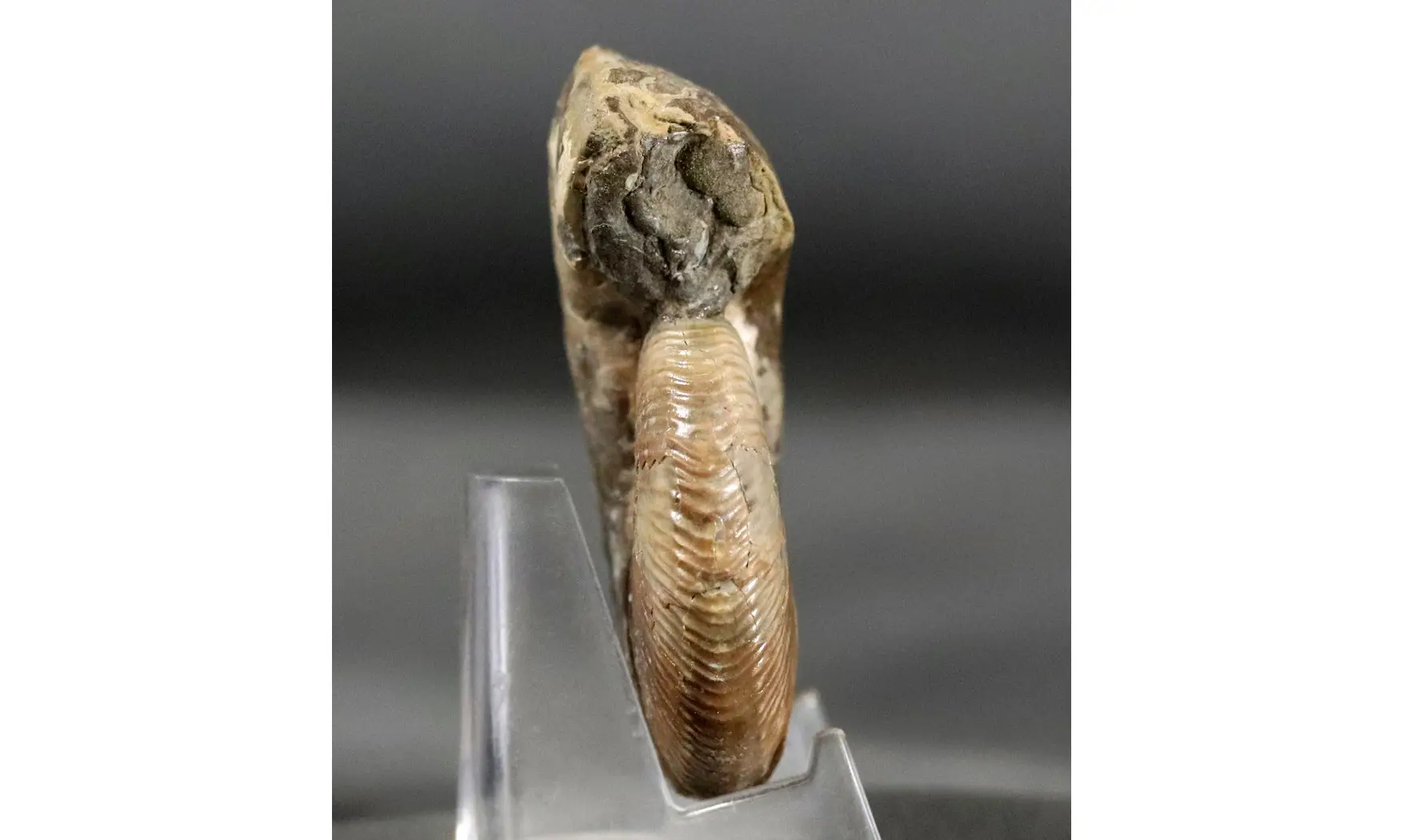 Hoploscaphites nicolleti