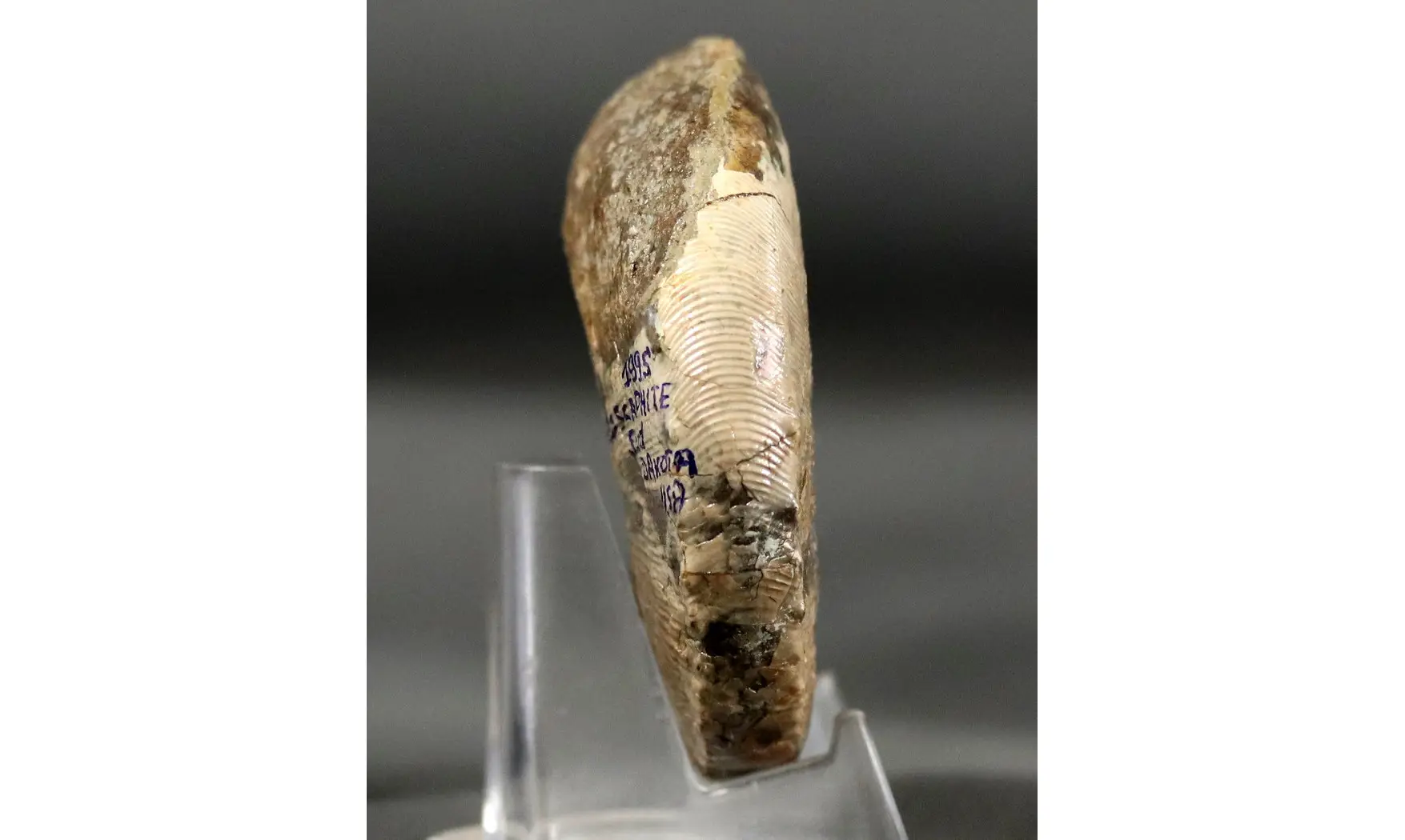 Hoploscaphites nicolleti