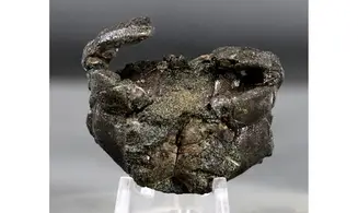 Goniochirus cristatus