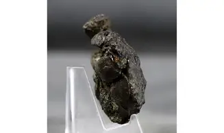 Goniochirus cristatus