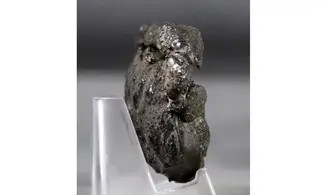 Goniochirus cristatus