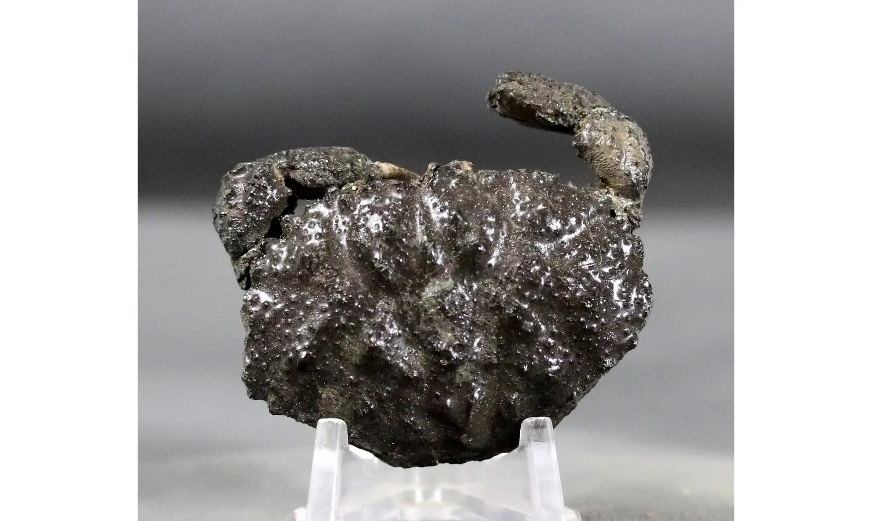 Goniochirus cristatus