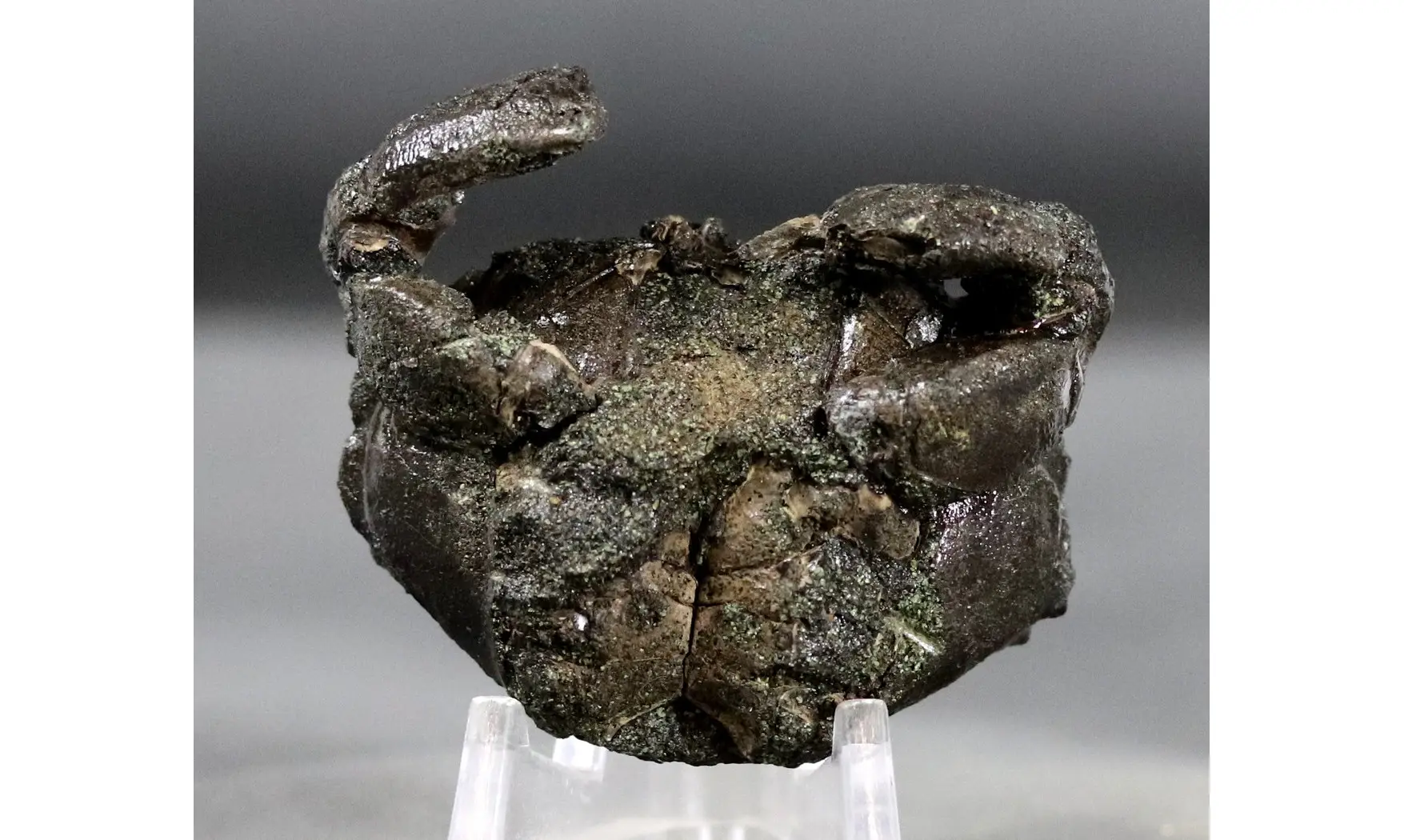 Goniochirus cristatus