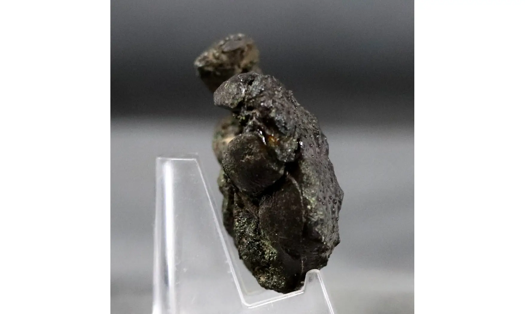 Goniochirus cristatus