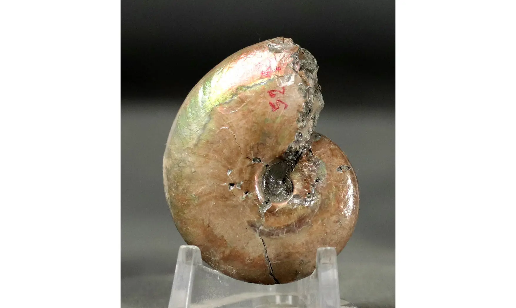 Beudanticeras