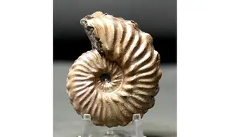 Otohoplites subhilli