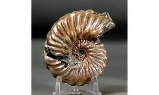Otohoplites subhilli
