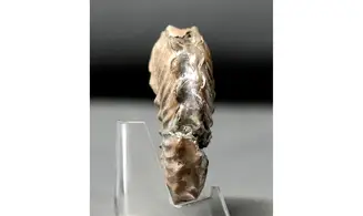 Otohoplites subhilli