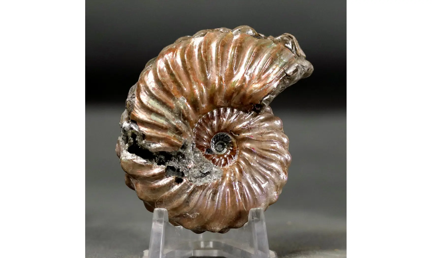 Otohoplites subhilli