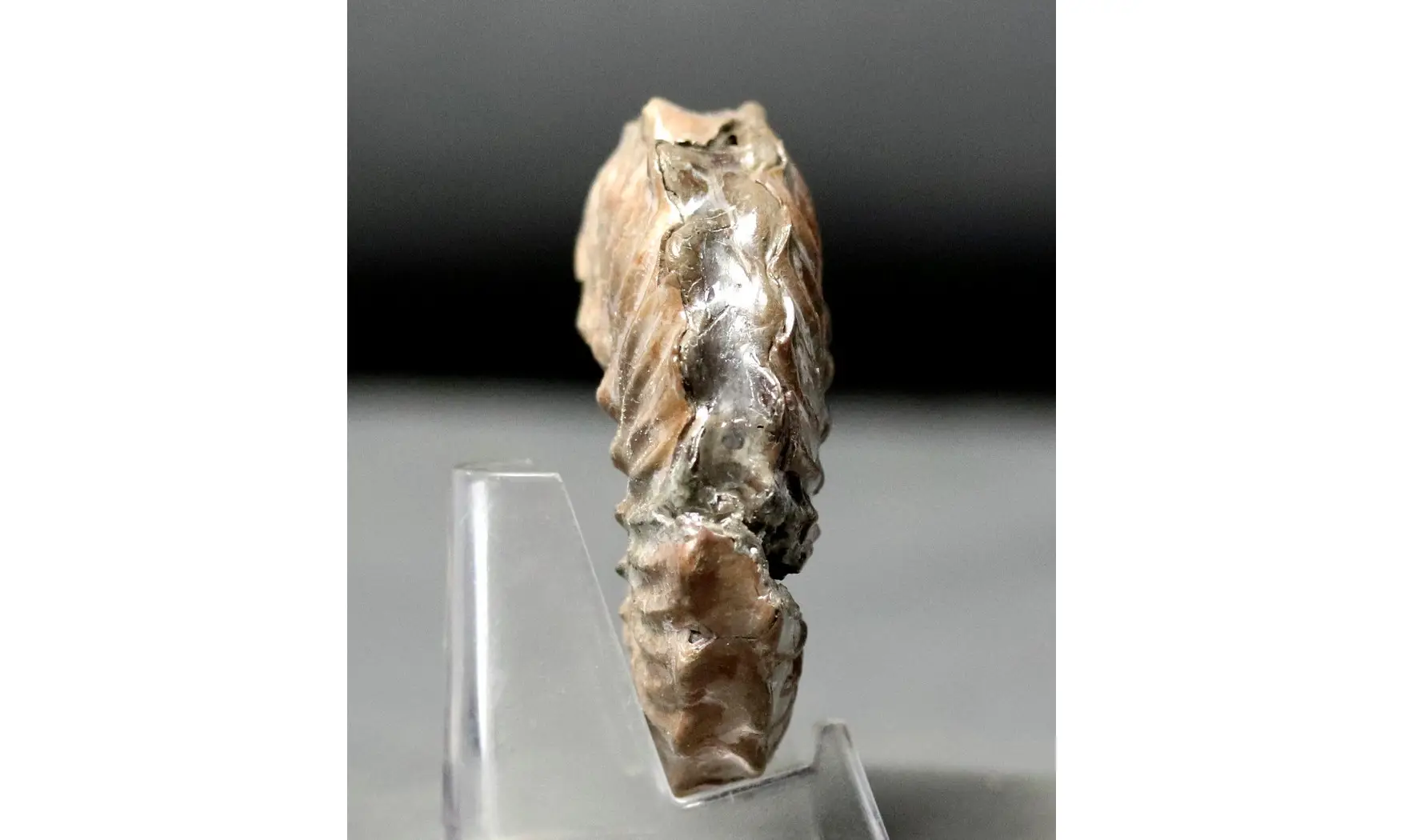 Otohoplites subhilli
