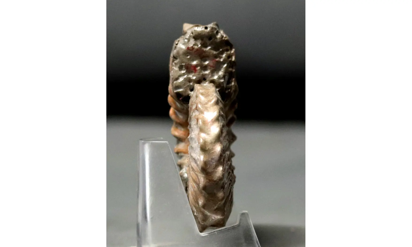 Otohoplites subhilli