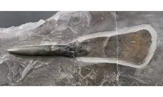 Passaloteuthis laevigata