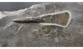 Passaloteuthis laevigata