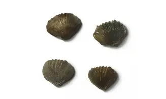 Tetrarhynchia dumbletonensis
