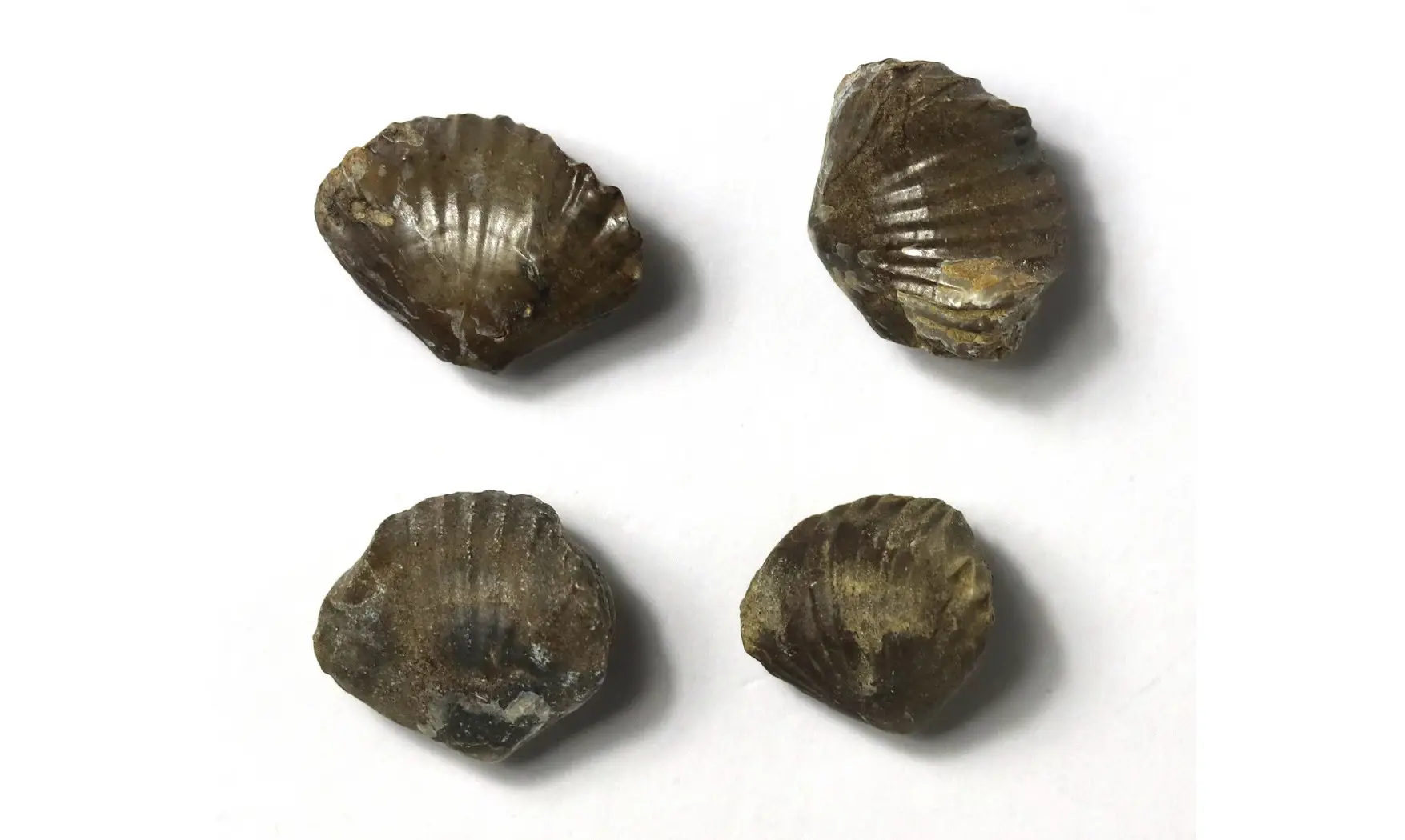 Tetrarhynchia dumbletonensis