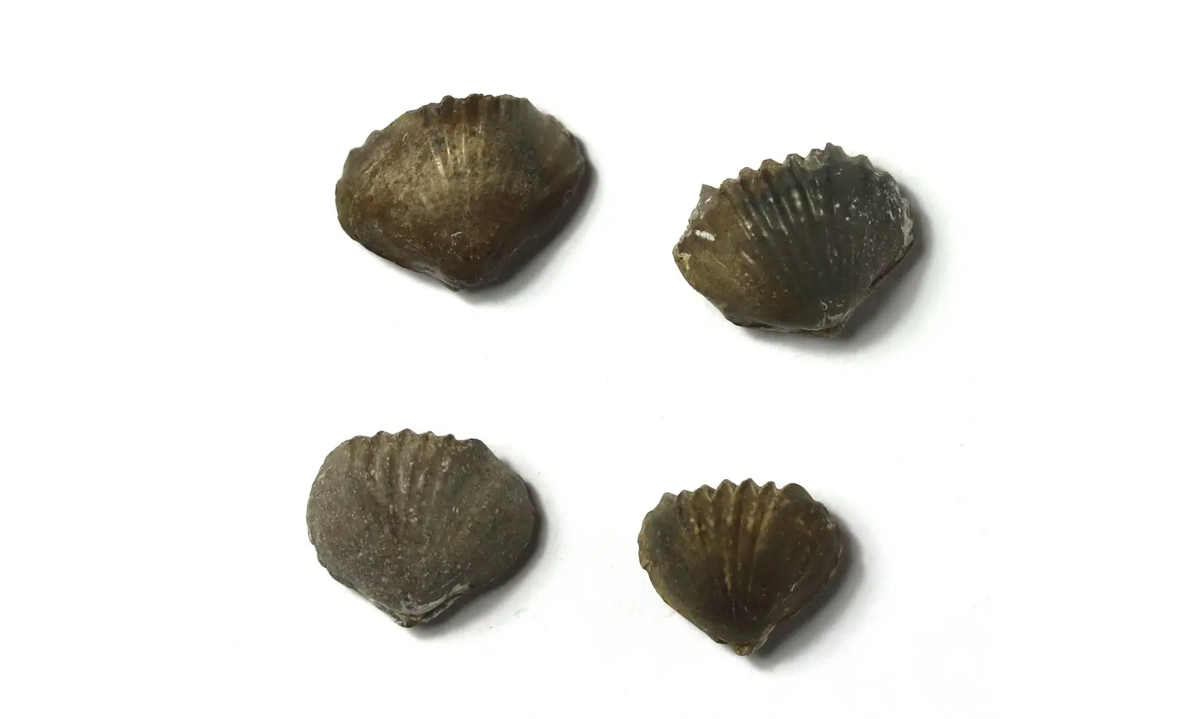 Tetrarhynchia dumbletonensis