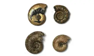 Lot ammonites à déterminer