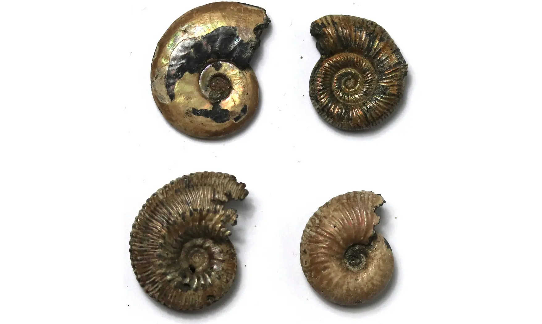 Lot ammonites à déterminer