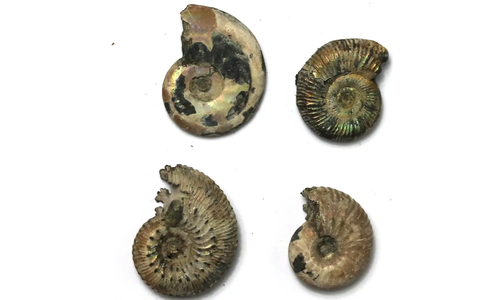 Lot ammonites à déterminer