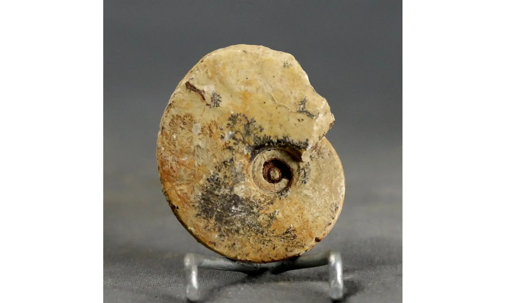 Trimarginites stenorhynchus