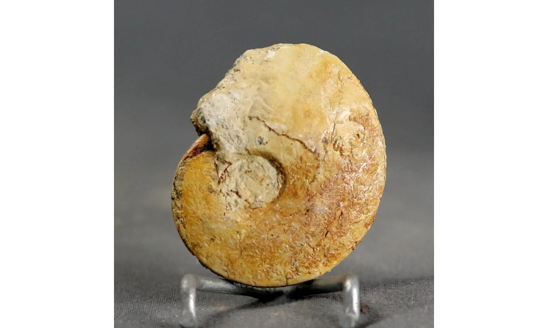 Trimarginites stenorhynchus