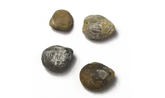 Lobothyris punctata