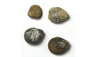 Lobothyris punctata
