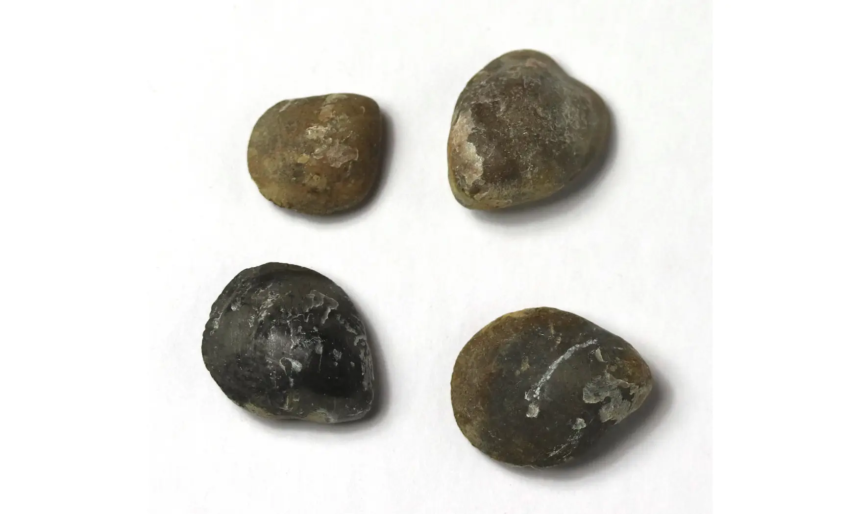 Lobothyris punctata