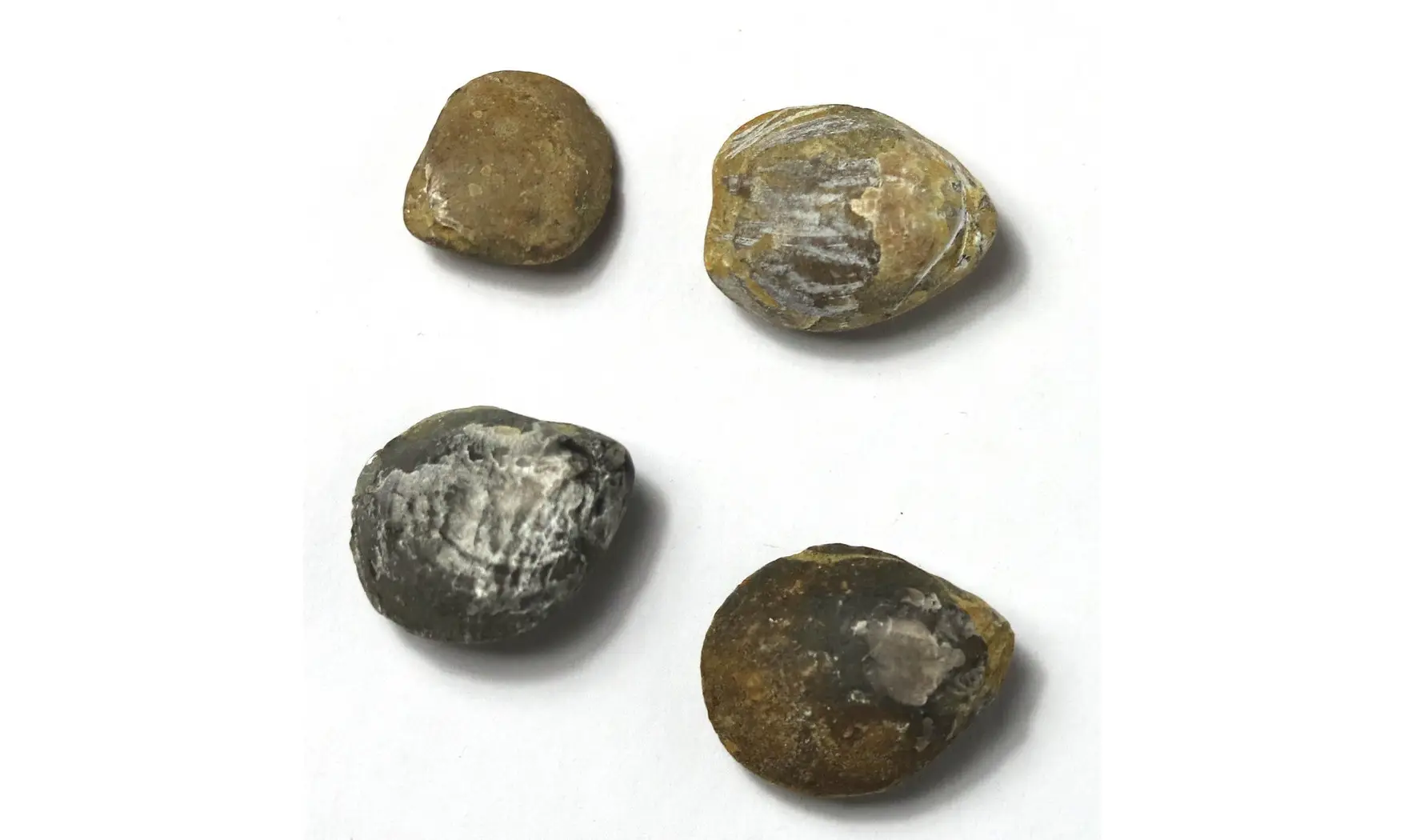 Lobothyris punctata