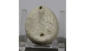 Echinocorys scutata perconica