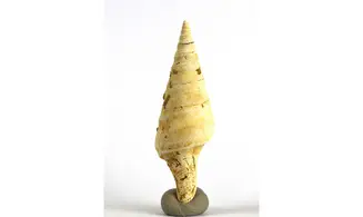 Surcula striatulata