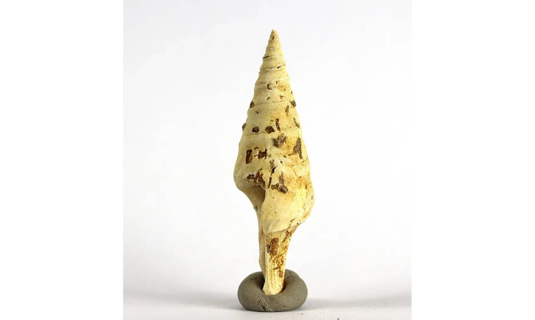 Surcula striatulata