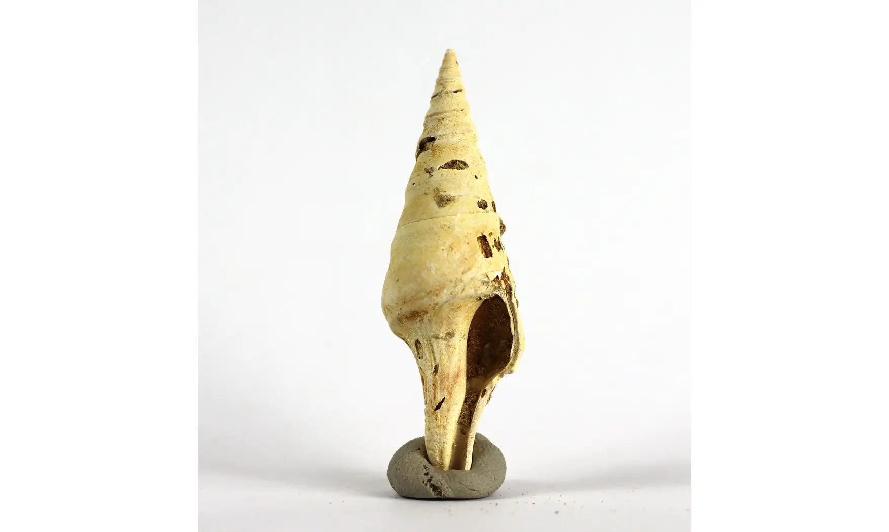 Surcula striatulata