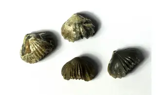 Tetrarhynchia dumbletonensis