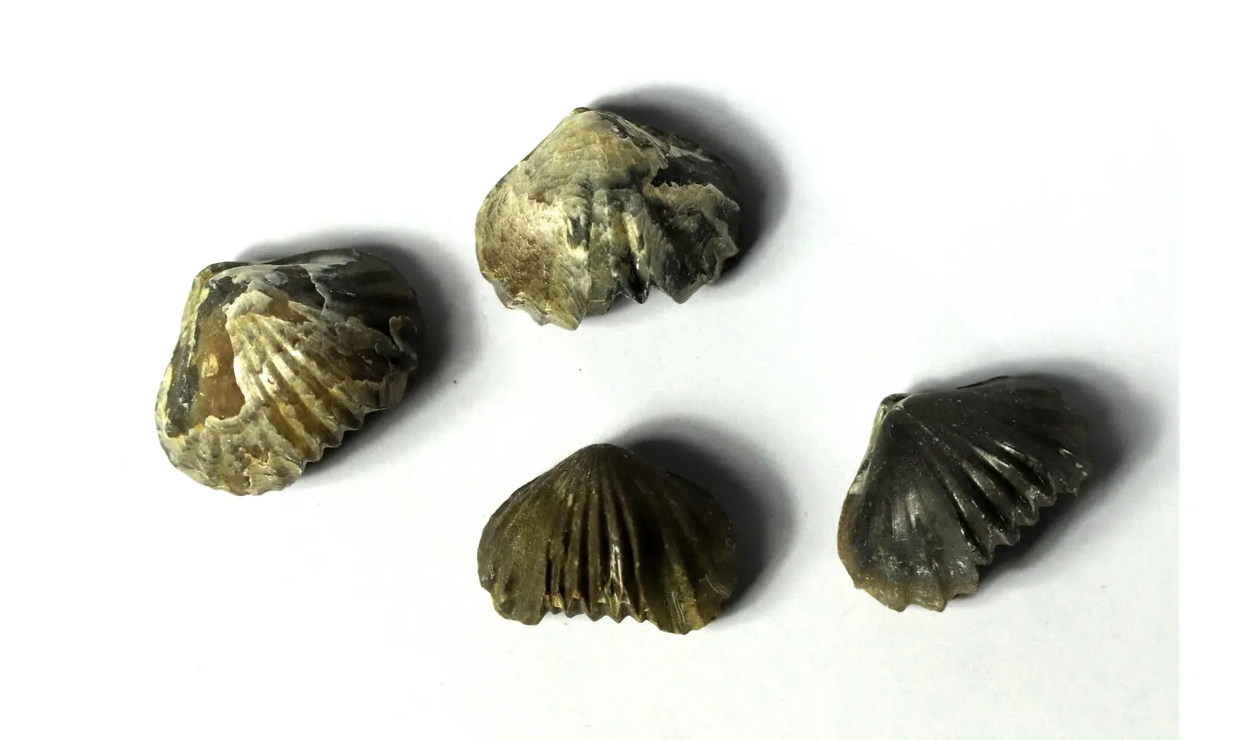 Tetrarhynchia dumbletonensis