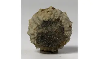 Hemicidaris purbeckensis