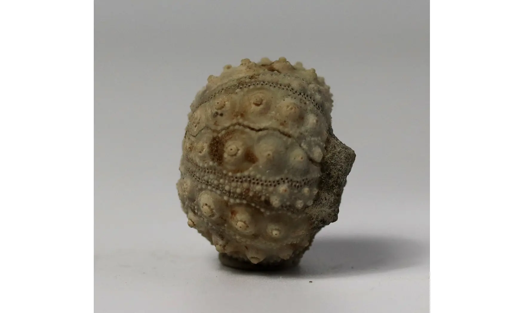 Hemicidaris purbeckensis