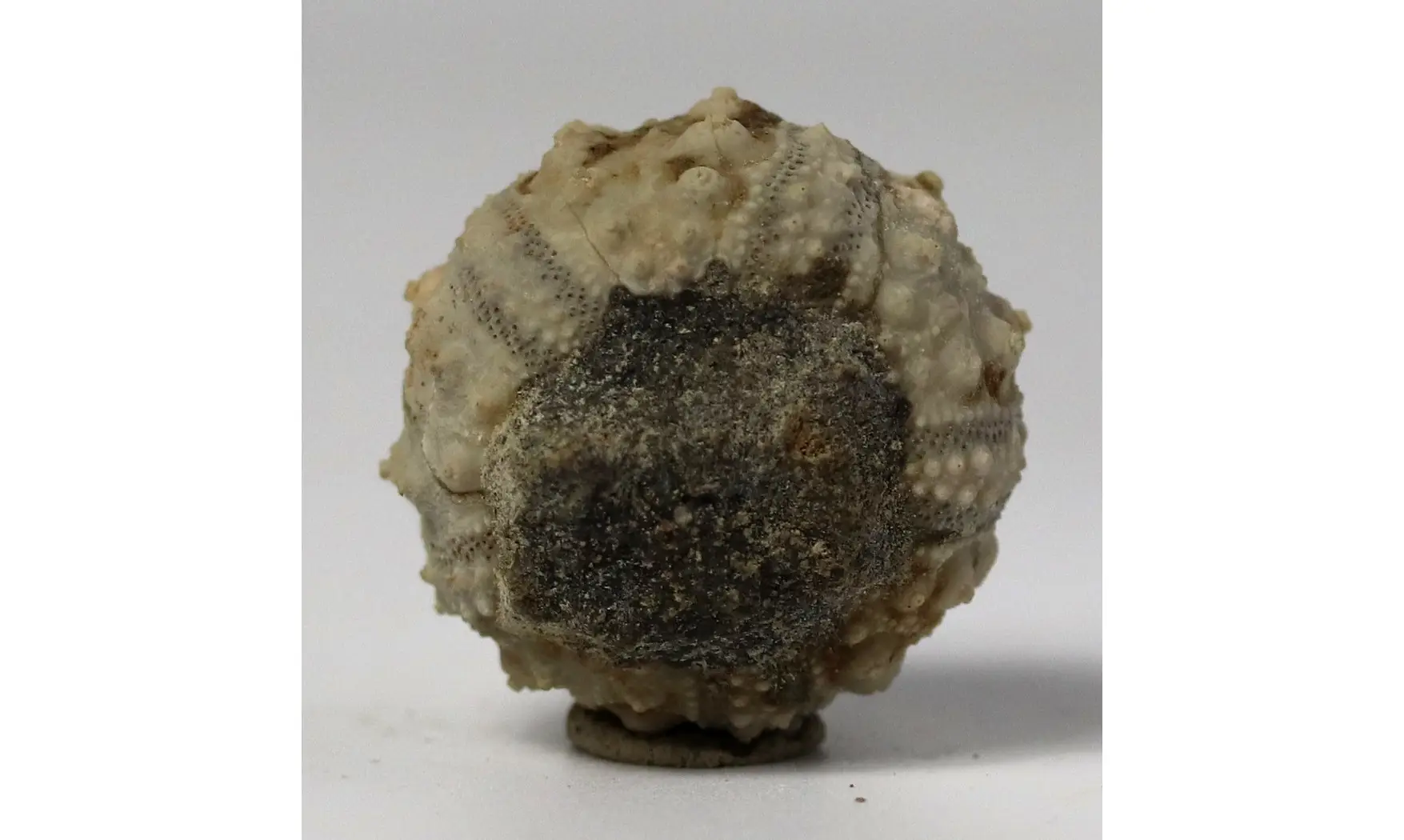 Hemicidaris purbeckensis